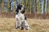 SETTER ANGLAIS 028